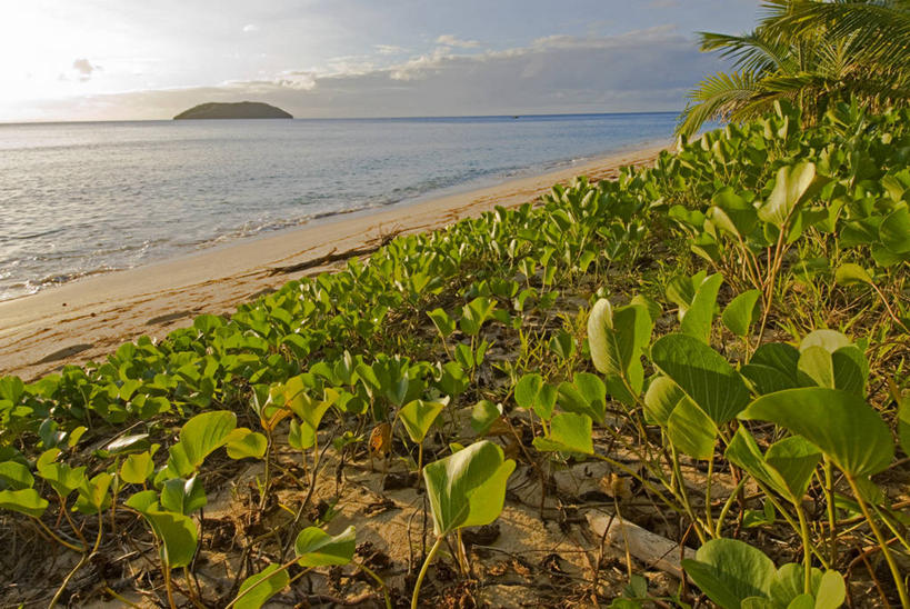 无人,横图,度假,海洋,斐济,沙子,岛,海岸线,摄影,热带气候,环境保护,南太平洋,天堂镇,海滩,彩图