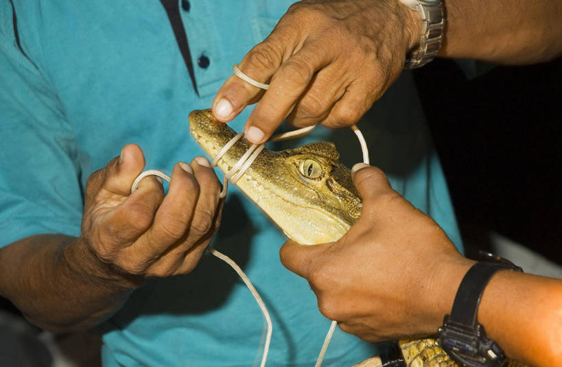 两个人,横图,探险,秘鲁,科学,动物,线绳,南美,摄影,保护,拉丁美洲,黑宽吻凯门鳄,环境保护,濒危物种,彩图,人老心不老