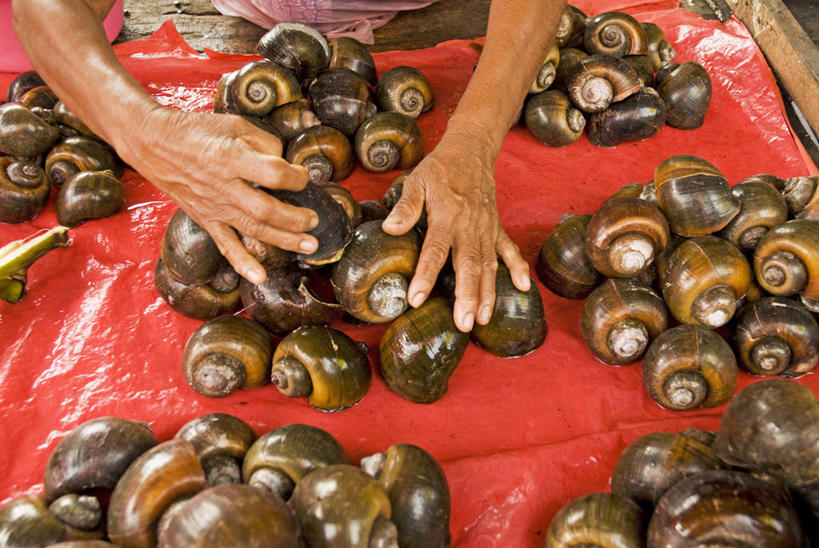 一个人,横图,室外,聚会,亚马逊河,秘鲁,蜗牛,聚餐,南美,摄影,拉丁美洲,收集,甲壳动物,伊基托斯,触摸,彩图,感知