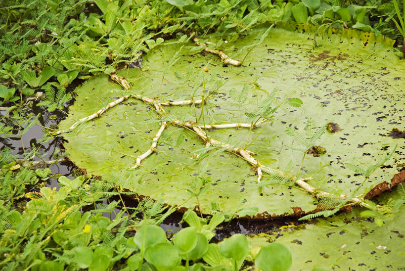 无人,横图,室外,河流,水,植物,睡莲,叶子,亚马逊河,秘鲁,圆形,绿色,自然,南美,摄影,巨大,庞大,拉丁美洲,潘塔纳尔湿地,伊基托斯,宏大,硕大,伟大,叶脉,彩图