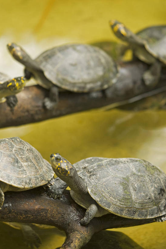 无人,竖图,室外,河流,野生动物,贝壳,亚马逊河,秘鲁,斑点,黄色,自然,南美,摄影,停止,拉丁美洲,暂停,停滞,伊基托斯,海龟,彩图,淡水
