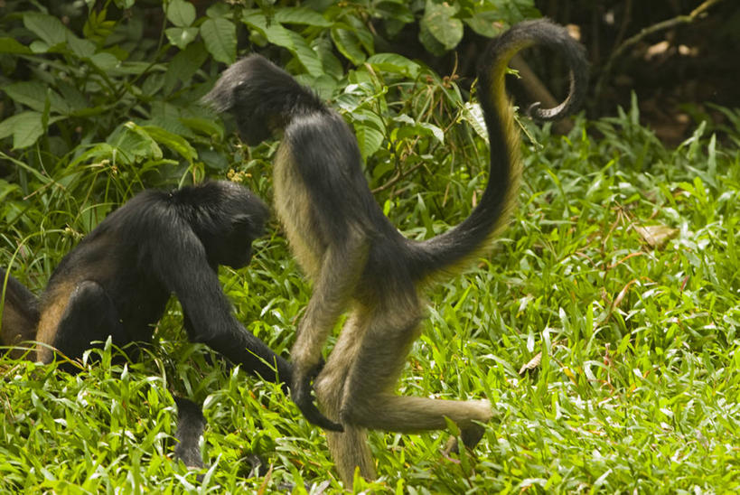 无人,公园,动物园,横图,室外,哺乳动物,野生动物,猴子,亚马逊河,秘鲁,蜘蛛,自然,动物,南美,摄影,拉丁美洲,灵长目,伊基托斯,彩图,动物学