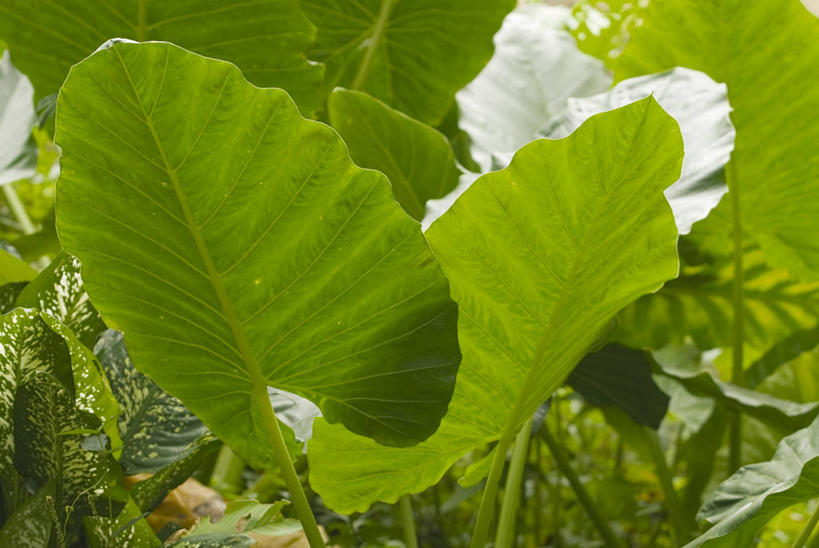 血管,无人,公园,横图,室外,河流,森林,植物,叶子,亚马逊河,树荫,绿色,自然,南美,摄影,巨大,庞大,环境,拉丁美洲,热带雨林,伊基托斯,宏大,硕大,伟大,彩图,动物学,雨林