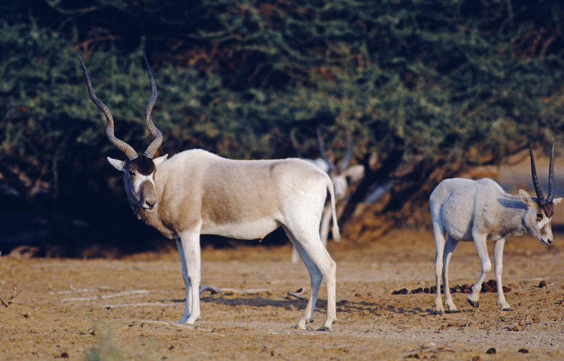 无人,横图,室外,夜晚,以色列,亚洲,羚羊,动物,摄影,撒哈拉沙漠,自然保护区,曲角羚羊,濒危物种,彩图