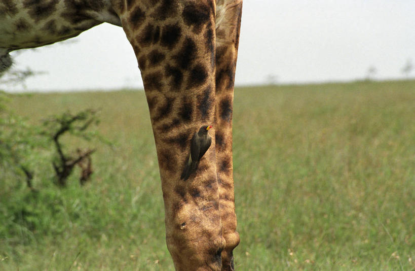 无人,横图,哺乳动物,长颈鹿,野生动物,非洲,肯尼亚,外套,自然,动物,摄影,红嘴牛椋鸟,颈,彩图,马赛马拉国家保护区