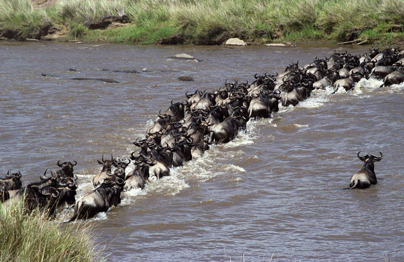 游泳,无人,横图,室外,风险,河流,哺乳动物,野生动物,非洲,肯尼亚,涉水,流水,自然,动物,愤怒,摄影,考古学,迁徙,非洲大羚,蓝牛羚,恐惧,危险,彩图,马赛马拉国家保护区,横越
