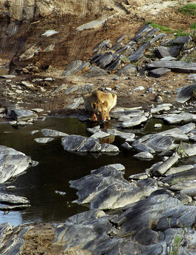 无人,蹲,竖图,室外,骄傲,水,哺乳动物,野生动物,狮子,非洲,肯尼亚,喝,干燥,雌狮,捕食,饮料,小溪,自然,动物,摄影,考古学,猫科动物,口渴,彩图,马赛马拉国家保护区