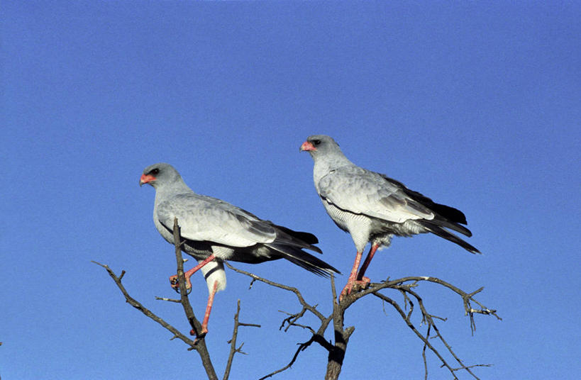 无人,横图,野生动物,非洲,纳米比亚,鸟类,捕食,一对,自然,动物,摄影,栖息,考古学,彩图,伴侣