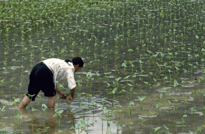 成年人,一个人,横图,室外,水,植物,亚洲,仅一个女性,种植,工作,田地,园艺,芋头,职业,摄影,广西,种植园,女人,彩图
