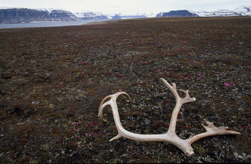 无人,横图,室外,山,山脉,植物,虎耳草,挪威,欧洲,地形,草药,药草,中药,花,摄影,鹿角,药材,中草药,坚持,中药材,本草,持续,斯瓦尔巴德群岛,石荷叶,老虎草,金线吊芙蓉,金丝荷叶,驯鹿,彩图,冻原