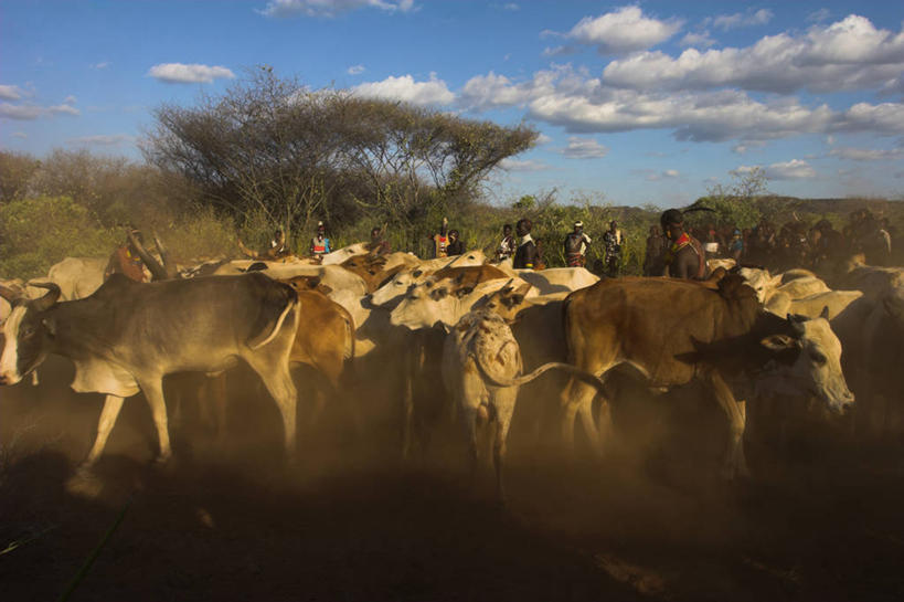 横图,牛,非洲,埃塞俄比亚,摄影,奥莫低谷,彩图,传统文化