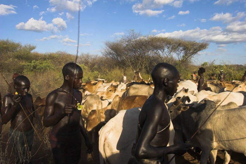 横图,牛,非洲,埃塞俄比亚,摄影,奥莫低谷,彩图,传统文化