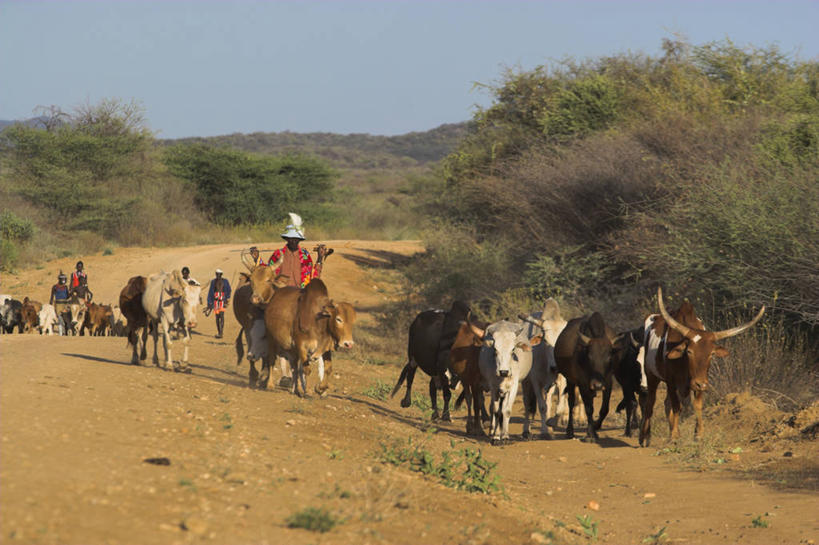 横图,牛,非洲,埃塞俄比亚,摄影,奥莫低谷,男性,彩图,传统文化