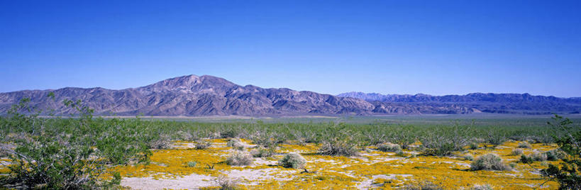 无人,公园,横图,全景,室外,沙漠,美国,北,树,摄影,北美,北美洲,国家公园,加利福尼亚,美洲,加州,加利福尼亚州,金州,黄金州,北亚美利加洲,亚美利加洲,约书亚树国家公园,彩图,旅行,美利坚合众国,郊野公园