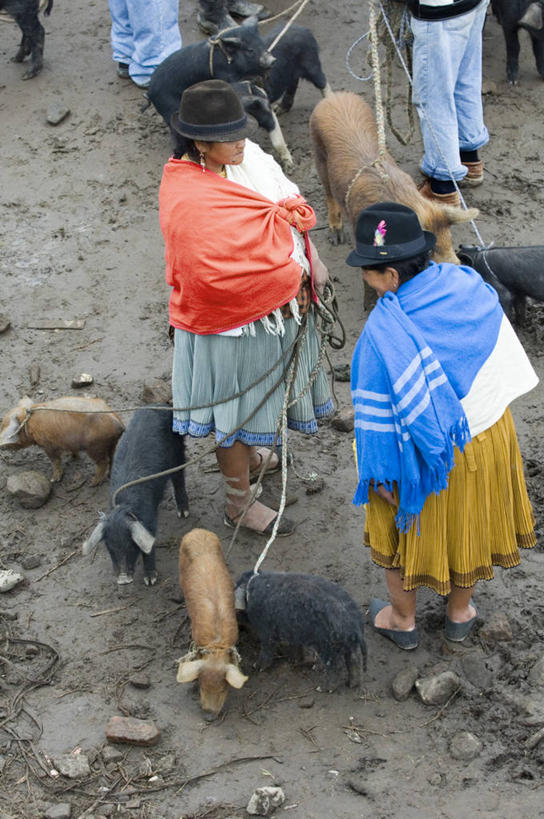 成年人,两个人,竖图,猪,厄瓜多尔,市场,动物,南美,摄影,拉丁美洲,奥塔瓦洛,女人,美国人,彩图