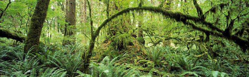 无人,公园,横图,全景,室外,树林,华盛顿,美国,地形,绿色,摄影,北美,北美洲,国家公园,美洲,华盛顿州,奥林匹克国家公园,常绿之州,常青州,北亚美利加洲,亚美利加洲,奥林匹克半岛,奥林匹克山脉,彩图,美利坚合众国,雨林