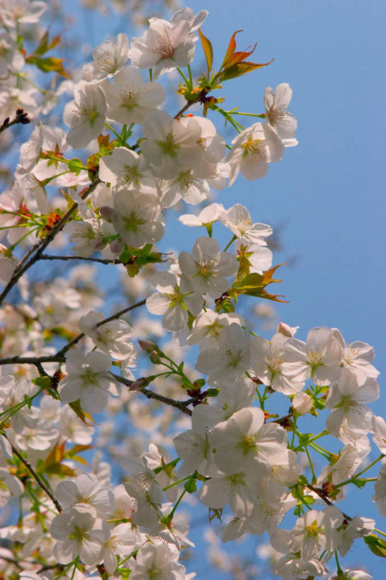 无人,公园,竖图,室外,城市,樱花,东京,日本,亚洲,日本文化,首都,树,春天,摄影,彩图,樱之花