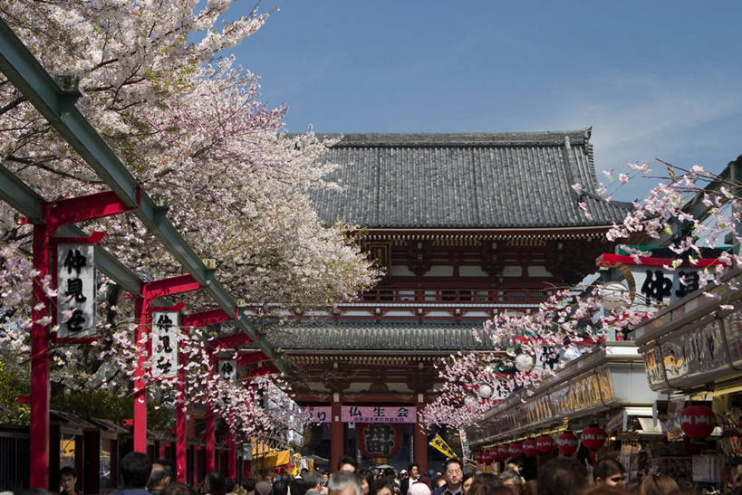 无人,横图,城市,樱花,东京,日本,亚洲,日本文化,首都,炮,摄影,浅草观音寺,彩图,樱之花