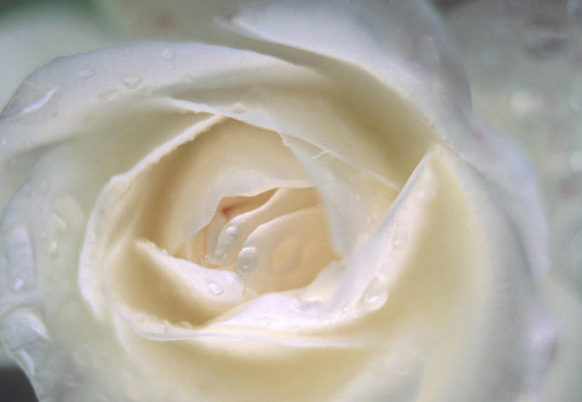 无人,横图,特写,玫瑰,花,白色,夏天,摄影,彩图