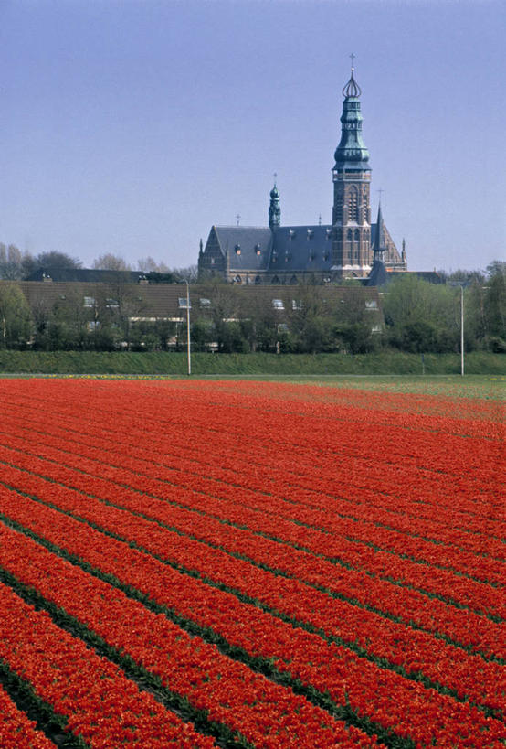 无人,竖图,郁金香,欧洲,荷兰,摄影,彩图