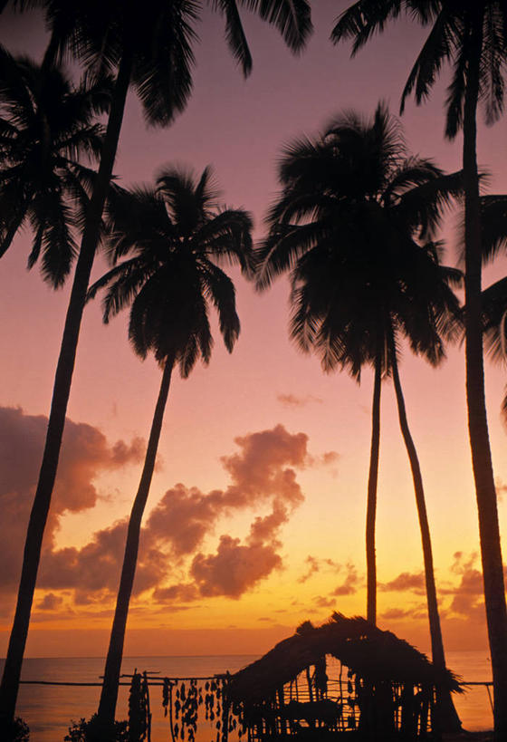 无人,竖图,室外,棕榈树,坦桑尼亚,摄影,热带气候,印度洋,东非,桑吉巴尔,海滩,彩图