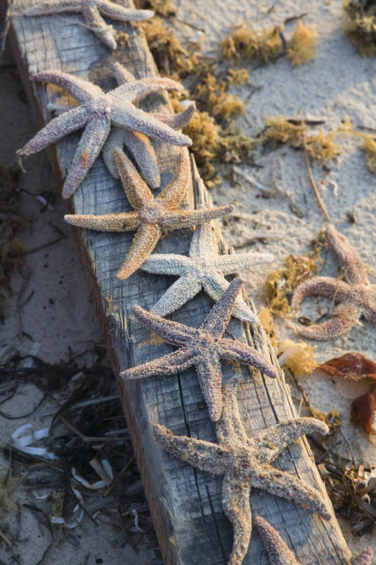 无人,竖图,室外,海星,美国,摄影,北美,北美洲,美洲,马萨诸塞州,麻州,麻省,马萨诸塞,麻塞诸塞,老殖民地,海湾之州,北亚美利加洲,亚美利加洲,马撒葡萄园岛,马萨葡萄园岛,玛莎葡萄园岛,美国人,海滩,彩图,美利坚合众国