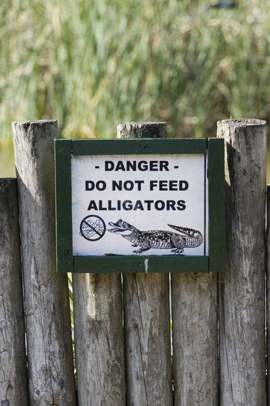 无人,竖图,鳄鱼,野生动物,美国,爬行动物,标志,动物,摄影,北美,北美洲,美洲,凶猛,短吻鳄,佛罗里达,佛罗里达州,佛州,阳光州,北亚美利加洲,亚美利加洲,密河鳄,残暴,凶残,美国人,彩图,美利坚合众国