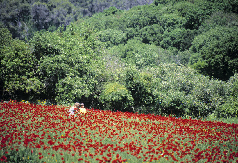 无人,横图,室外,以色列,田地,摄影,中东,彩图,旅行