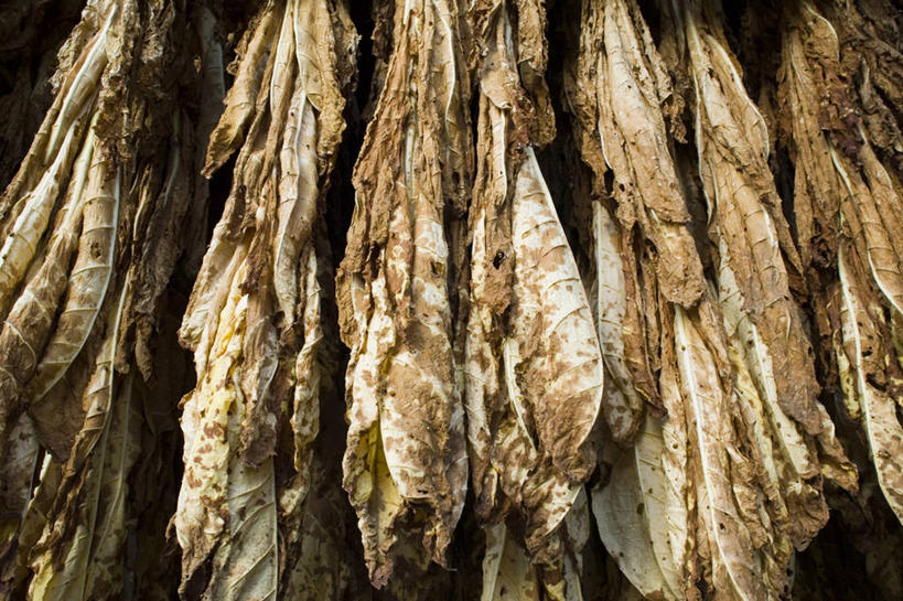 无人,横图,美国,摄影,北美,肯塔基州,烘干,美国人,烟草,彩图