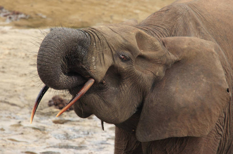 无人,横图,室外,野生动物,非洲,摄影,中非共和国,非洲森林象,象,彩图