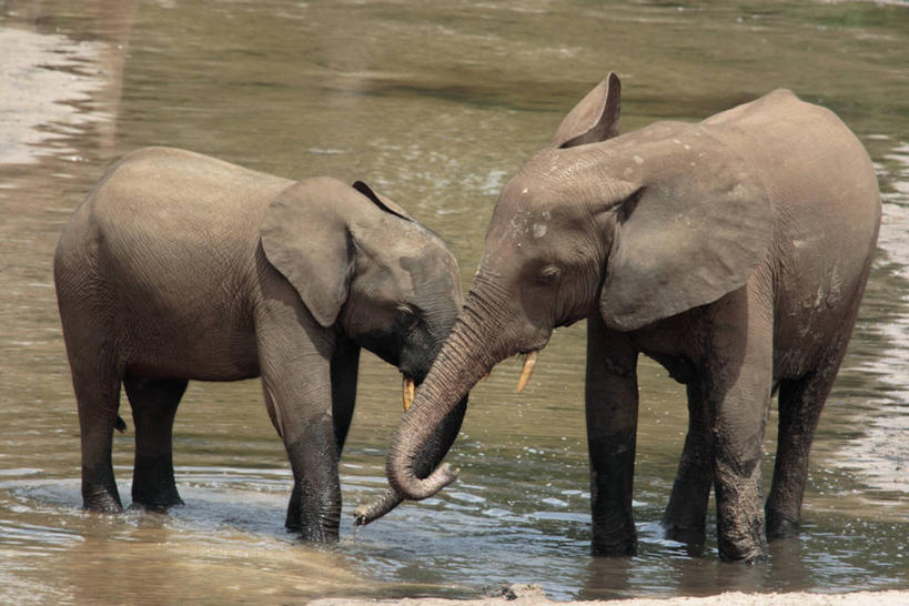 无人,横图,室外,野生动物,非洲,摄影,中非共和国,非洲森林象,象,彩图