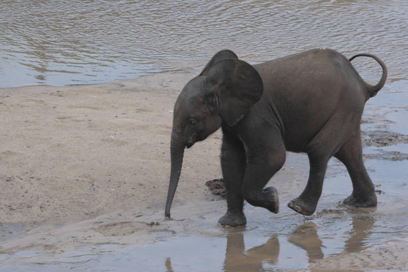 无人,横图,室外,野生动物,非洲,摄影,中非共和国,非洲森林象,象,彩图