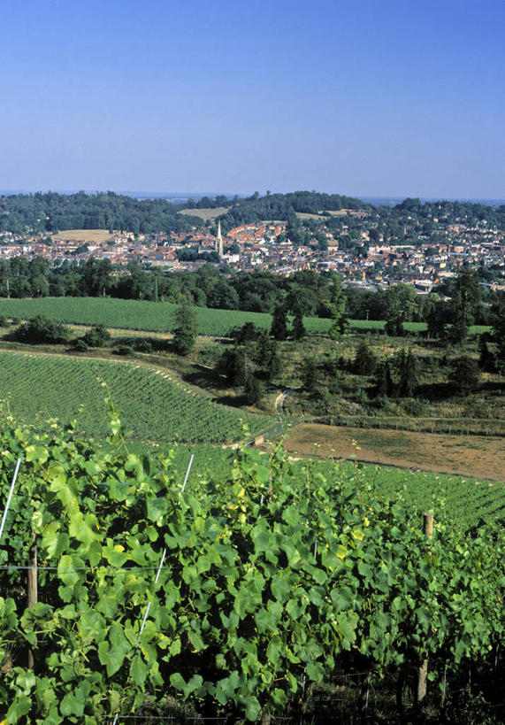 无人,竖图,室外,农业,英国,英格兰,葡萄园,摄影,彩图,旅行