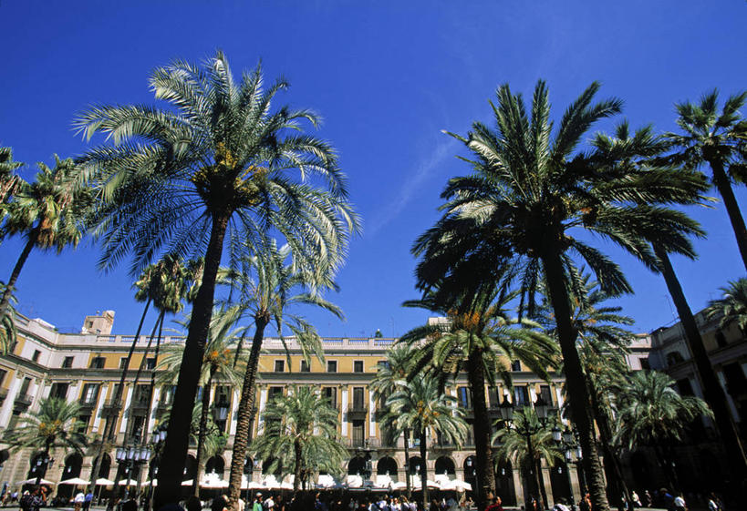 无人,横图,方图,棕榈树,西班牙,欧洲,巴塞罗那,摄影,彩图,旅行