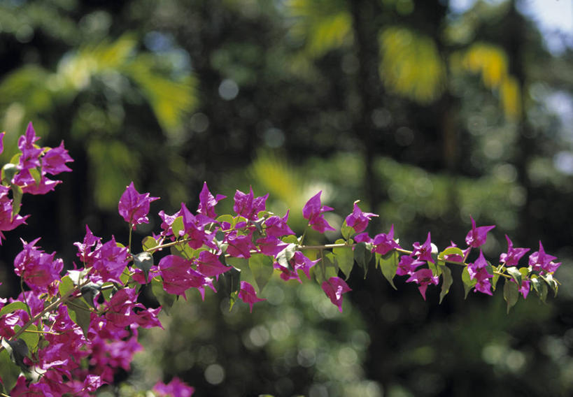 无人,横图,植物,岛,九重葛,三角梅,摄影,热带气候,三叶梅,毛宝巾,簕杜鹃,叶子花,叶子梅,南美紫茉莉,马提尼克岛,三角花,彩图,旅行,法国海外领土