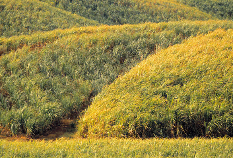 无人,横图,室外,农业,岛,田地,甘蔗,摄影,热带气候,马提尼克岛,彩图,旅行,法国海外领土