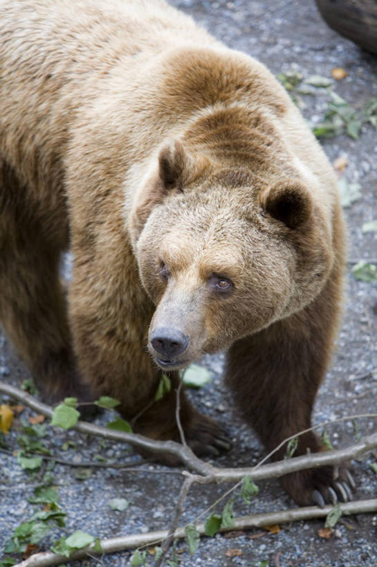 无人,竖图,室外,城市,瑞士,欧洲,首都,伯尔尼,摄影,西欧,彩图