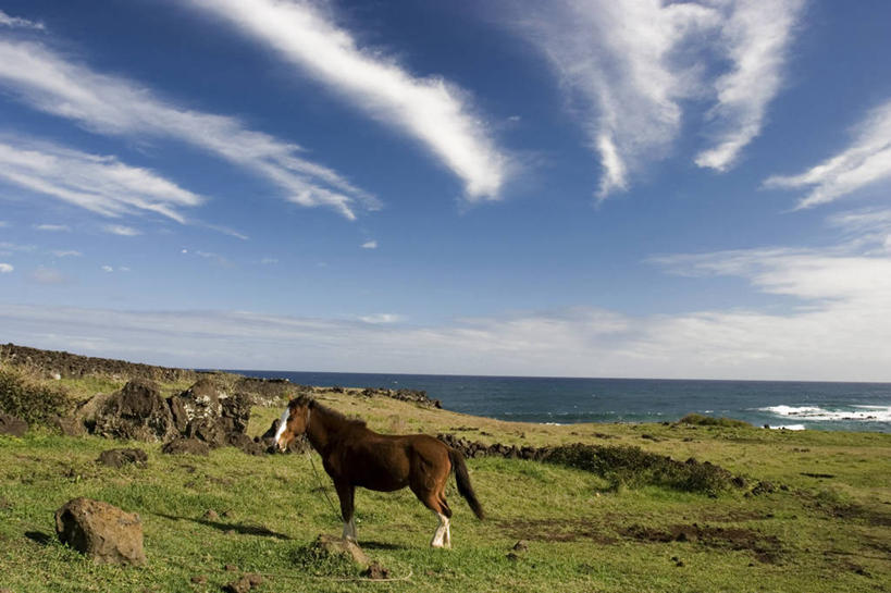 无人,横图,马,复活节岛,智利,地形,南美,摄影,太平洋,南美洲,拉丁美洲,美洲,波利尼西亚,亚美利加洲,南亚美利加洲,复活岛,智利共和国,波利尼西亚群岛,美国人,彩图,赫布亚岛,拉帕努伊岛,帕赛兰,伊斯特岛