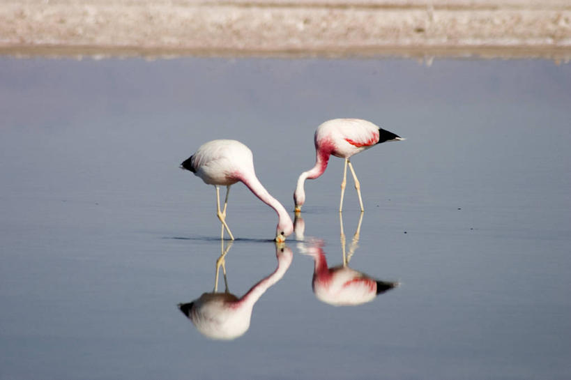 无人,横图,室外,湖,智利,火烈鸟,南美,摄影,拉丁美洲,美国人,彩图