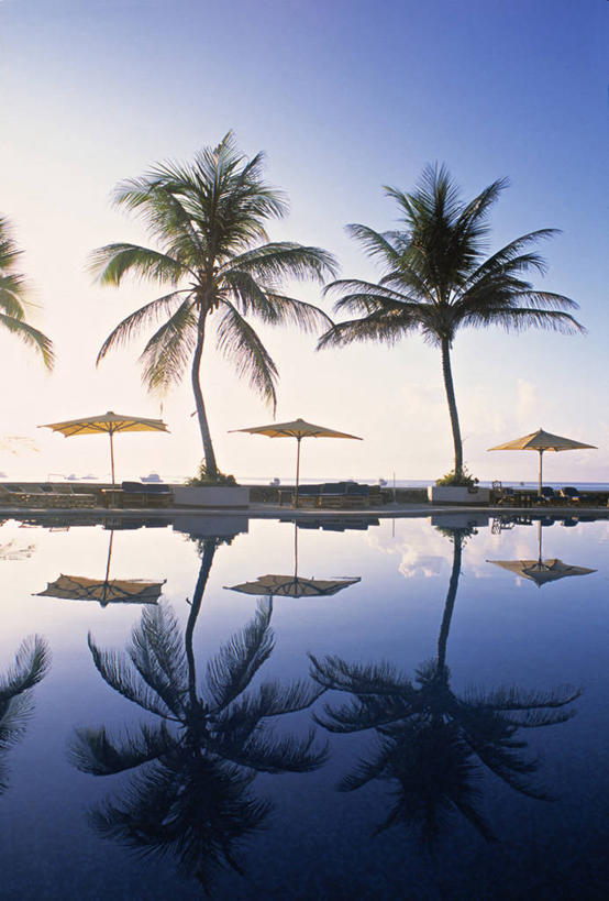 无人,竖图,棕榈树,非洲,肯尼亚,球袋,摄影,东非,马林迪,彩图