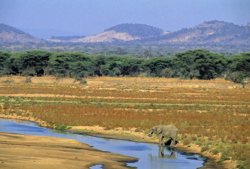 无人,横图,室外,野生动物,非洲,坦桑尼亚,地形,摄影,东非,彩图