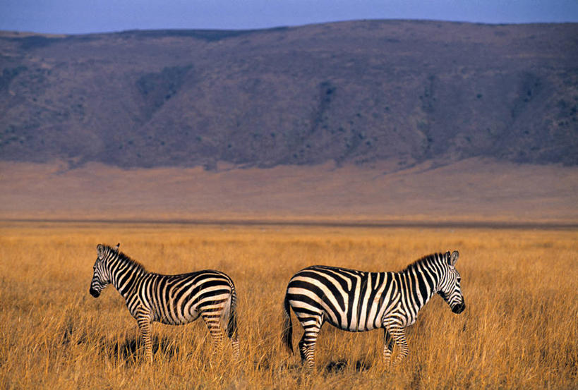 无人,横图,室外,斑马,野生动物,非洲,坦桑尼亚,摄影,阿鲁沙区,东非,恩戈罗恩戈罗保护区,恩戈罗恩戈罗自然保护区,坦桑尼亚联合共和国,彩图,恩戈罗恩戈罗火山口