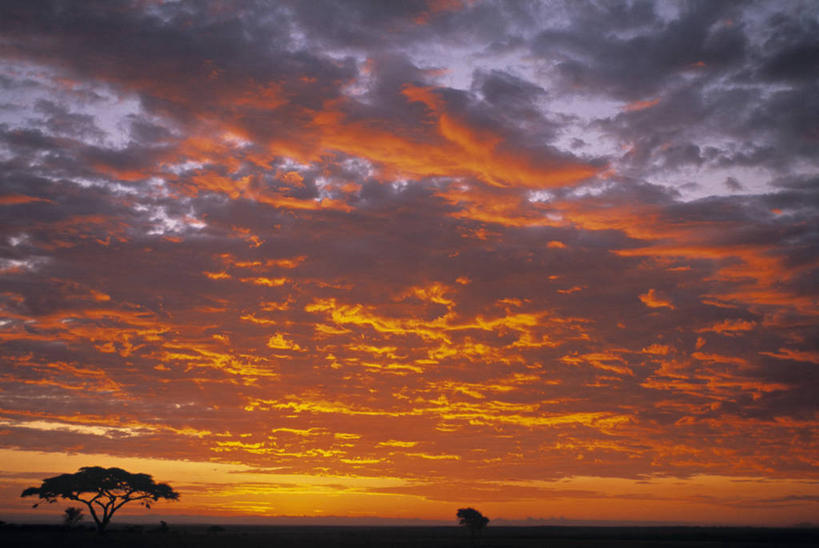 无人,横图,室外,日出,非洲,坦桑尼亚,天空,摄影,东非,塞伦盖蒂国家公园,金合欢树,彩图