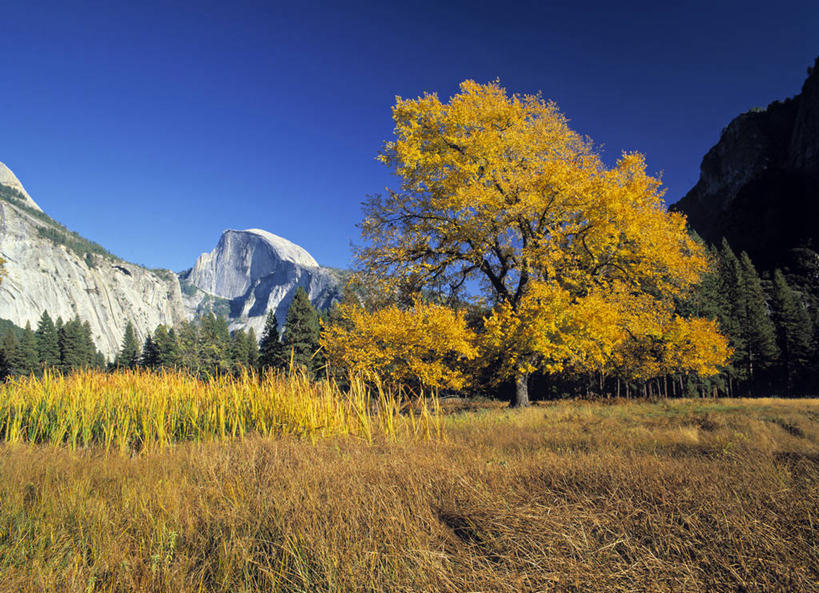 无人,公园,横图,室外,美国,山谷,摄影,北美,北美洲,国家公园,加利福尼亚,约塞米蒂国家公园,美洲,加州,加利福尼亚州,优胜美地国家公园,金州,黄金州,北亚美利加洲,亚美利加洲,美国尤塞米提国家公园,优山美地,约瑟米提国家公园,秋天,彩图,美利坚合众国