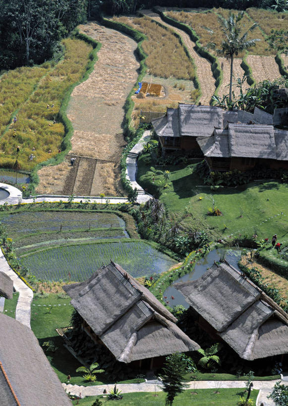 无人,竖图,室外,印度尼西亚,亚洲,稻田,摄影,东南亚,彩图,旅行,巴厘