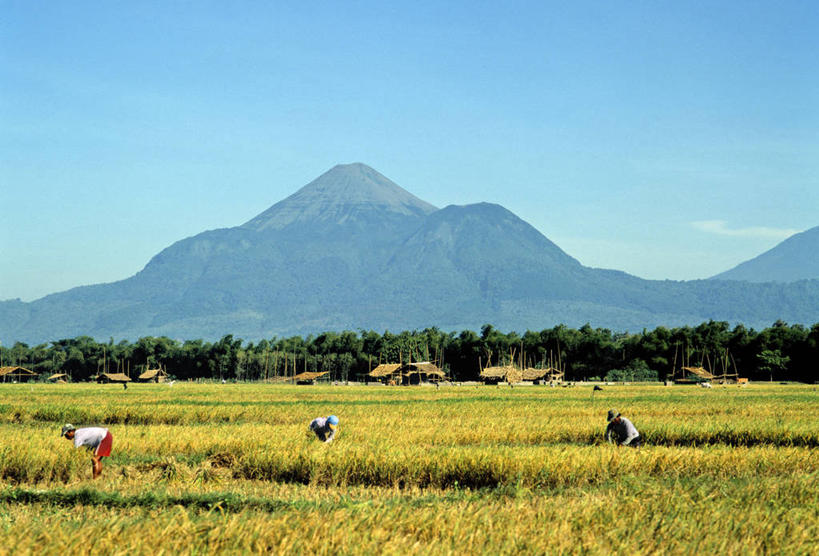 横图,印度尼西亚,亚洲,摄影,东南亚,收获,爪哇,彩图,旅行
