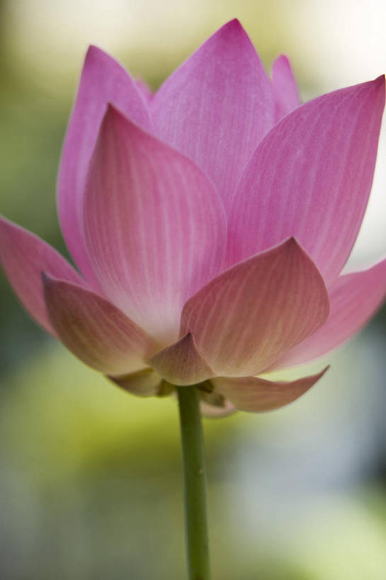 无人,竖图,特写,城市,莲花,曼谷,泰国,亚洲,首都,摄影,东南亚,彩图