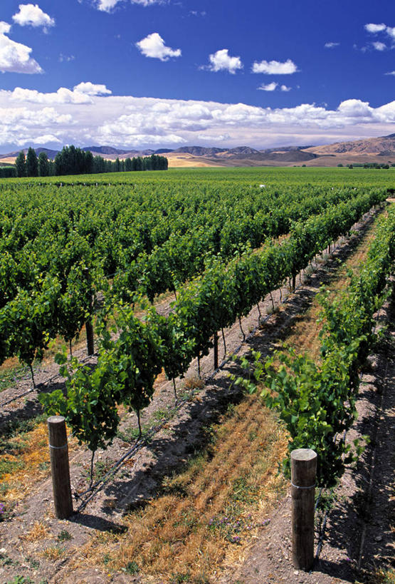 葡萄酒,无人,竖图,室外,新西兰,地形,葡萄园,摄影,澳大拉西亚,新西兰南岛,马尔堡,彩图,旅行