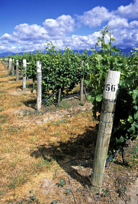 葡萄酒,无人,竖图,室外,新西兰,地形,葡萄园,摄影,澳大拉西亚,新西兰南岛,马尔堡,彩图,旅行