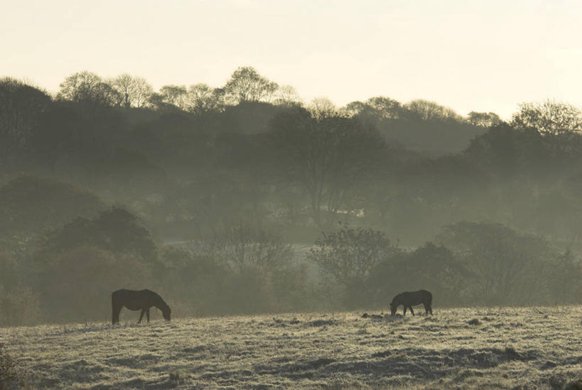 无人,横图,马,英国,欧洲,地形,摄影,西欧,北欧,威尔士,英国文化,高尔半岛,彩图,斯旺西市